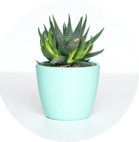 עיין במודעות